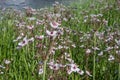 Flowering rush Butomus umbellatus lake with flowers